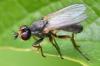 Nanna fasciata